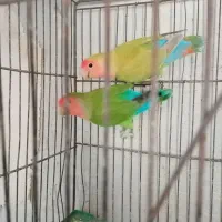 جفت کوتوله نرو ماده