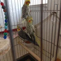طوطی عروس هلندی