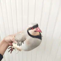 دو عدد بلدچین نر کوهی