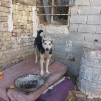 سگ گله|سگ|قزوین, |دیوار