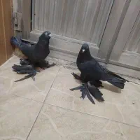 کبوتر‌کفترقره‌ و‌ لوطی