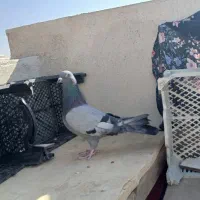 کبوتر اصفهانی|پرنده|شاهین‌شهر, نسیم ۵|دیوار