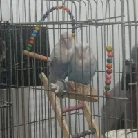 عروس هلندی و طوطی برزیلی|پرنده|چهارباغ, |دیوار