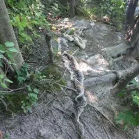 پوست مار ( پوست زائد مار )