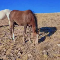 کره ترکمن|اسب و تجهیزات اسب‌سواری|زنجان, |دیوار