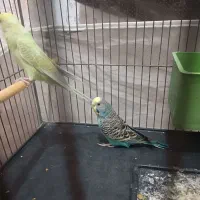 عکس جفت مرغ عشق