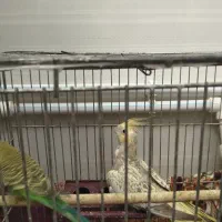 انواع پرنده|پرنده|ماکو, |دیوار