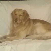 گلدن نر جهت جفتگیری