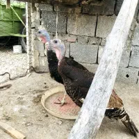 بوقلمون