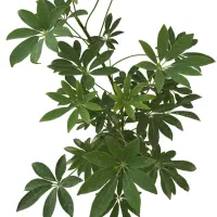 گل،گل‌طبیعی،گیاه،گل‌آپارتماتی|گل و گیاه طبیعی|تهران, شهرک علم و فناوری|دیوار