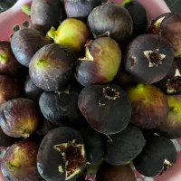 انجیر خشک