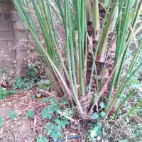 دیمیت پاجوش حاج باقری اصل