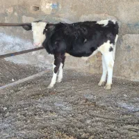گوساله سیمنتال نر