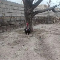 لاری صابونی