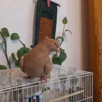 ماده زرد عطیقه|پرنده|کاشان, لتحر|دیوار