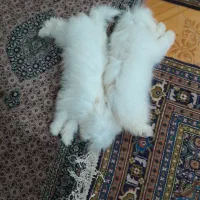 سه عددسگ شیتزو دوعددماده یکی نر|سگ|اردبیل, |دیوار