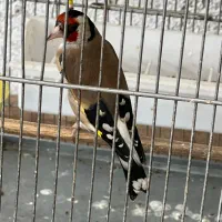 سهره نروماده جفت