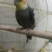 عروس هلندی نر