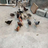 فروش جوجه غاز و جوجه مرغ