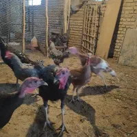 بوقلمون برنز وبور