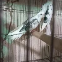 عروس هلندی  البینو  تعداد