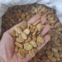 باقلا بذری و خوراکی