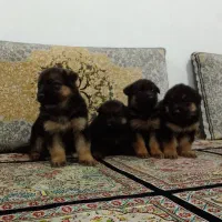 توله ژرمن|سگ|مشهد, چهنو|دیوار