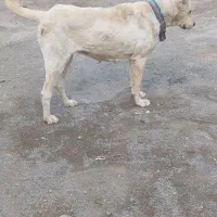 سگ ماده|سگ|نیشابور, ده حلاج|دیوار