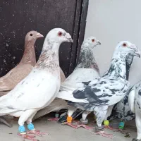 کبوتر سرور هفترنگ سار