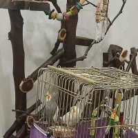 عروس هلندی نر و ماده