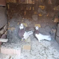 جفت طوقی|پرنده|رفسنجان, |دیوار