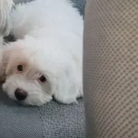 دختر مهربون و دوست داشتنی|سگ|بندر انزلی, گمرک|دیوار