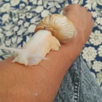 حلزون آلبینو ۲عدد مولد تخم هم دارن|خزنده|خوی, |دیوار