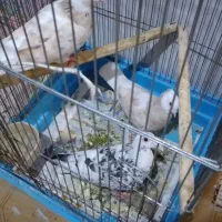 فروش کبوتر در خورموج