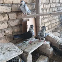 کفتر|پرنده|اصفهان, رسالت|دیوار