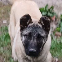 سگ سراب ۶ ماهه برای نگهبانی معاوضه هم انجام میشه