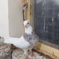 نر طوقی هفترنگ لوندار