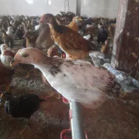 جوجه مرغ2ماهه گلپایگانی حراج واقعی دونه85|حیوانات مزرعه|شاهرود, |دیوار