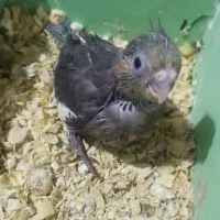 عروس هلندی - سرلاکی - دونخور - سخنگو|پرنده|اسلام‌شهر, شهرک مهدیه|دیوار