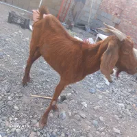 گوسفند فروشی