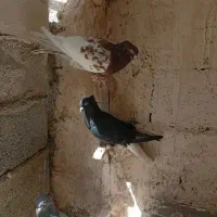 کفتر