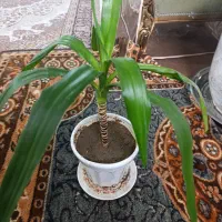 گل یوکا|گل و گیاه طبیعی|سلماس, |دیوار