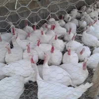گوشت بوقلمون وبوقلمون زنده داودی