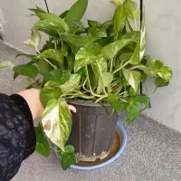 گل پتوس و سانسوریا و آگلونما|گل و گیاه طبیعی|شیراز, طلاب|دیوار