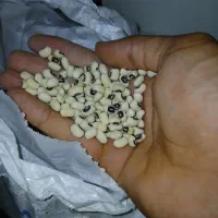 لوبیا چشم بلبلی