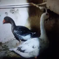 غوغاز