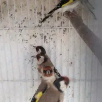 سهره
