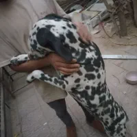 سگ دالمیشن نر و ماده|سگ|آفتاب, |دیوار