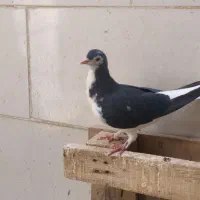 کبوتر کفتر|پرنده|اهواز, کوی مهدیس|دیوار