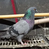 کبوتر پرشی تضمین|پرنده|فاضل آباد, |دیوار